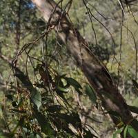 Broad-leaved Stringybark